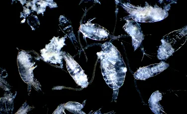 Ar putea creaturile microscopice ale oceanelor să ne arate secretele biologiei umane?