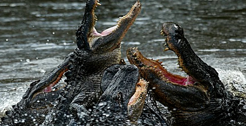 Surpriza! Crocodilienii respira precum pasarile