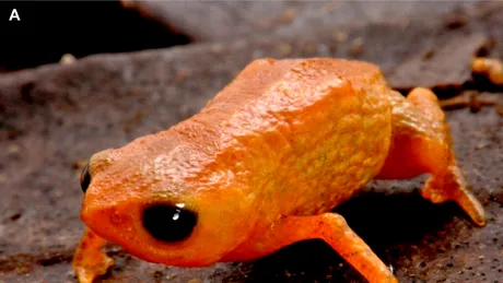 O nouă specie de broască arată ca un dovleac în miniatură