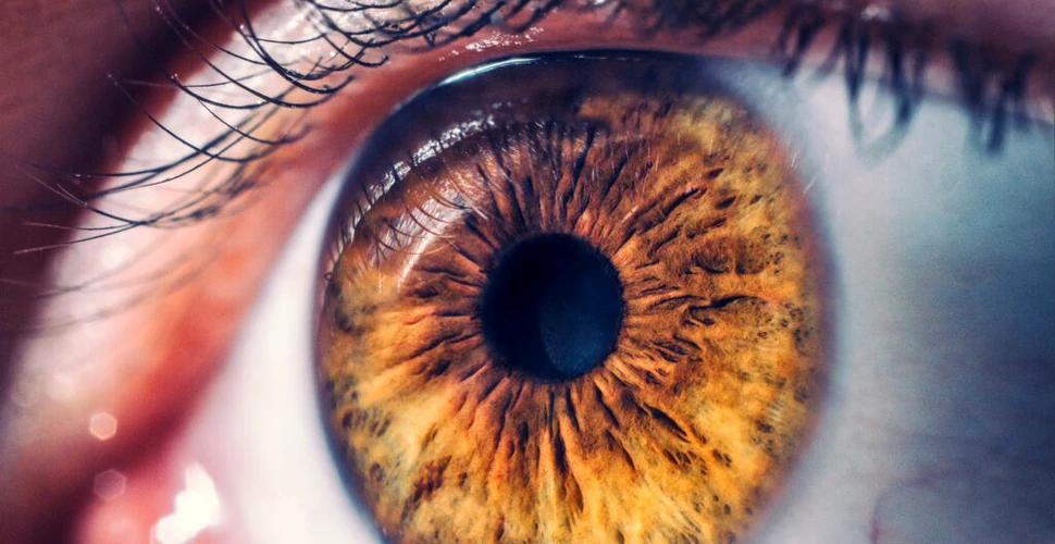 Oamenii de știință au reușit să readucă la viață ochii umani aflați pe moarte