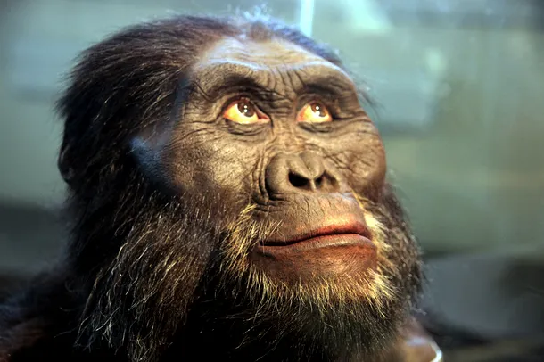 Fosilele descoperite de-a lungul timpului arată că australopitecii, predecesorii genului Homo, aveau structuri faciale surprinzător de robuste.