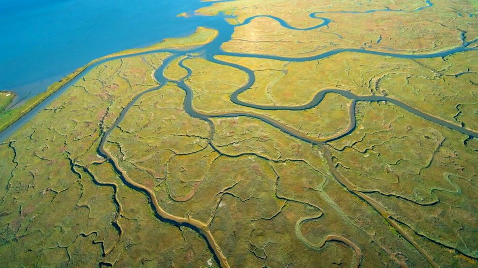 Cum au avut de suferit estuarele, așa-numitele „pepiniere ale mării”, în ultimii 35 de ani?