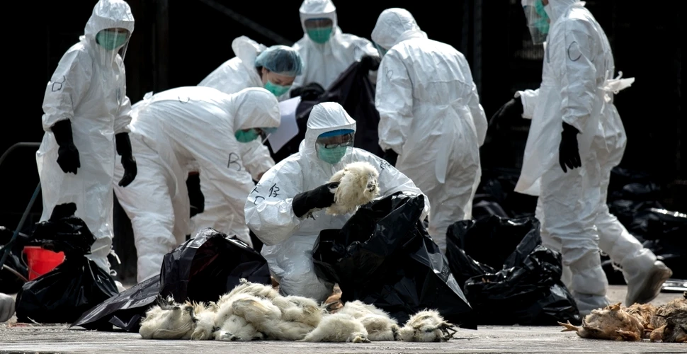 O nouă tulpină letală a virusului gripei aviare stârneşte îngrijorare. „Nu trebuie subestimată”, avertizează experţii