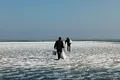 Păsările din Delta Dunării, puternic afectate de îngheț