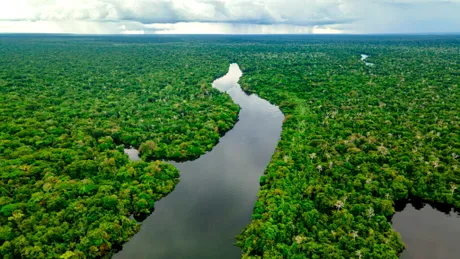 Ar putea pădurea amazoniană să supraviețuiască unei secete lungi?