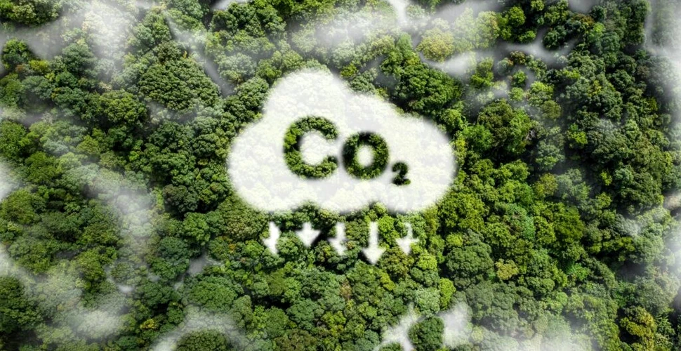 Oamenii de știință sunt șocați! Plantele și pădurile nu au absorbit carbon aproape deloc anul trecut
