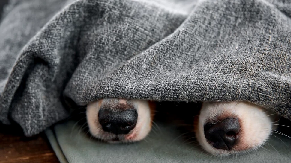 Un studiu a dezvăluit că nu doar câinii pot mirosi frica oamenilor