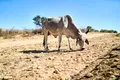 Seceta din Africa a făcut ravagii. Aproape 70 de milioane de oameni au nevoie de ajutor
