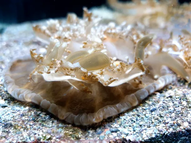 Meduzele ațipesc la fel ca noi