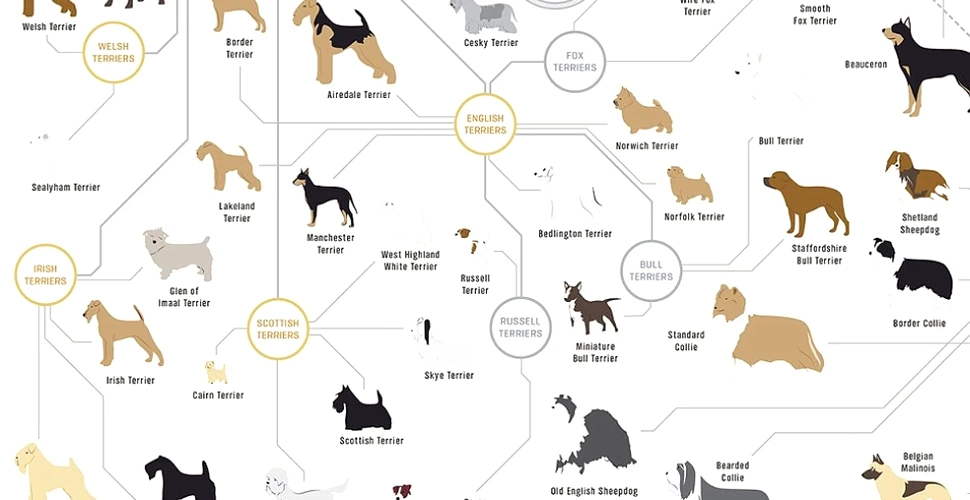 Diagrama care arată cum sunt înrudite toate rasele de câini şi cum a evoluat cel mai bun prieten al omului (FOTO, VIDEO)