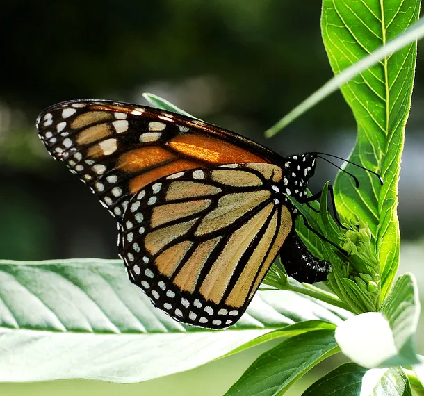 Fluturele monarh migrează iarna din Statele Unite spre Mexic