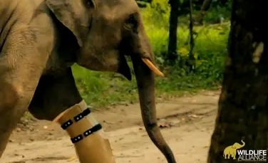Povestea emoţionantă a lui Chhouk, elefantul cu proteză (VIDEO)