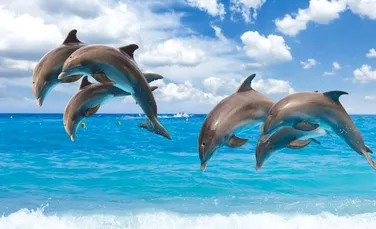 Viaţa ”secretă” a delfinilor, scoasă la iveală cu ajutorul unor camere performante – VIDEO