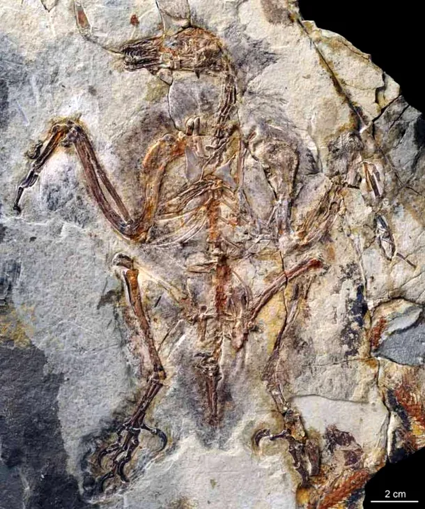 Fosila de Sulcavis geeorum aparţine unei mici păsări care a trăit acum 125-121 de milioane de ani.