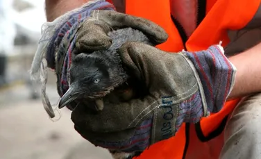 Păsările salvate după dezastrul ecologic neozeelandez se întorc în natură