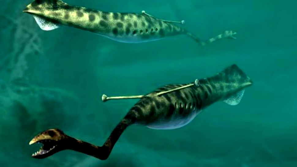 O creatură antică bizară îi contrariază pe savanţi de mai bine de 60 de ani. Este peşte?