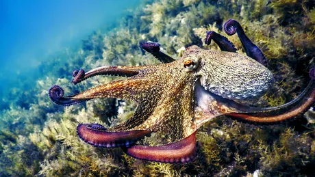 Caracatițele fac echipă cu peștii și vânează împreună, au descoperit oamenii de știință