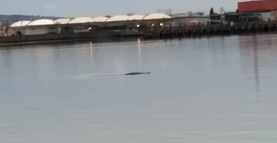 O balenă de aproximativ 10 metri, găsită moartă în fluviul Tamisa. Oamenii de ştiinţă o vor analiza