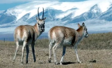 Cea mai rara antilopa din lume si-a triplat efectivele