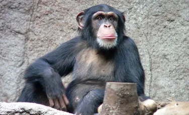 Cercetătorii au descifrat o parte din limbajul cimpanzeilor. Ce semnificaţie au anumite gesturi?
