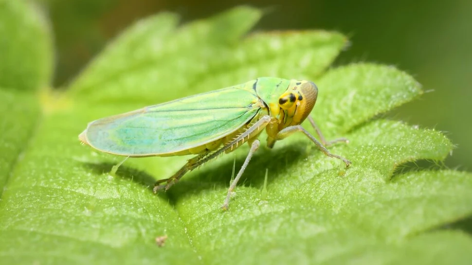O insectă inspiră dispozitivele de invizibilitate și tehnologia de ultimă generație