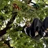 738 de zile într-un copac: Povestea lui Julia Butterfly Hill. Protest împotriva defrișărilor