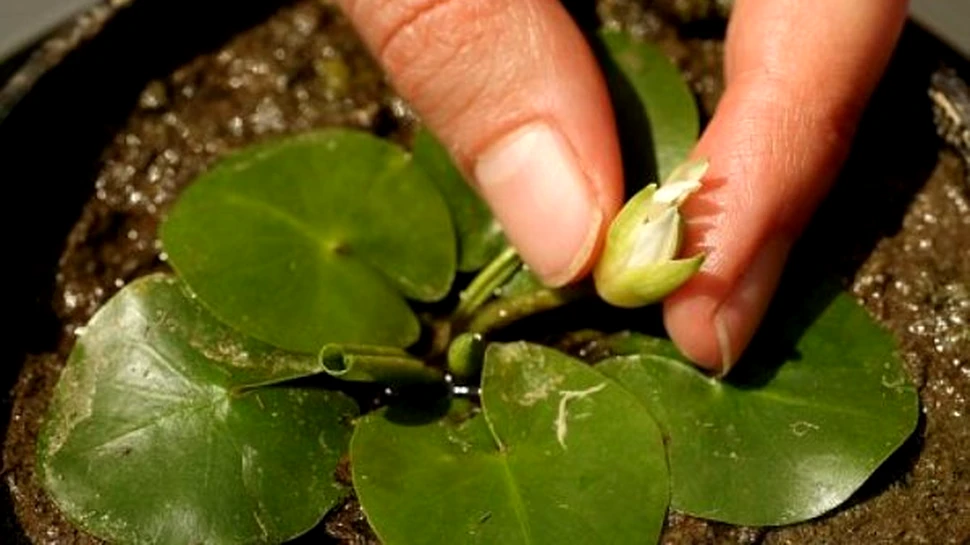 Cel mai mic nufar din lume a fost salvat de la disparitie