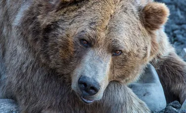 Un bărbat, terorizat timp de o săptămână de un urs grizzly, în sălbăticia din Alaska