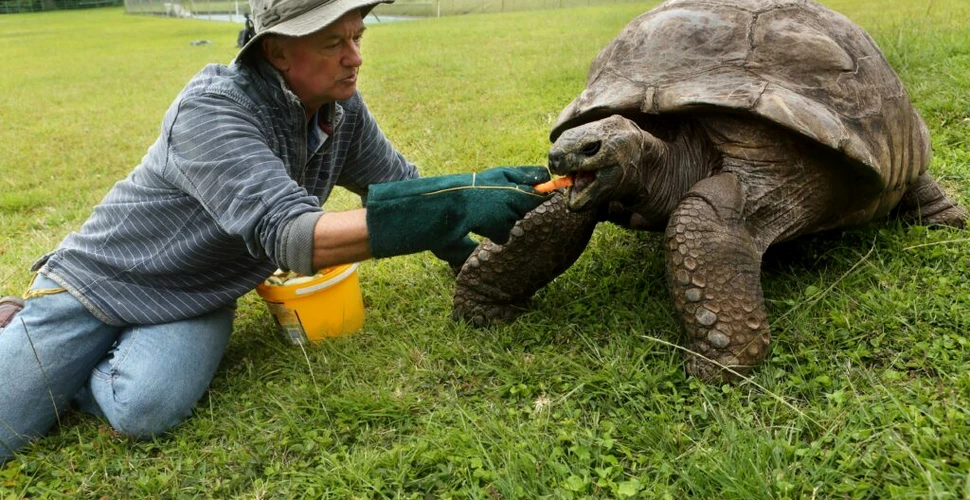 Cel mai bătrân animal terestru din lume, o broască țestoasă numită Jonathan, a împlinit 190 de ani