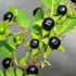 7 plante care nu trebuie atinse niciodată fără mănuși