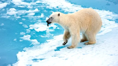 Urșii polari par să se adapteze la climate mai calde, arată un studiu
