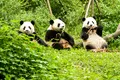 Urșii panda sunt mai activi din punct de vedere social decât se credea