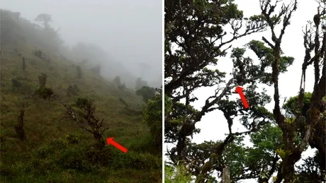 O nouă specie de copac din Panama, identificată după 25 de ani, este deja pe cale de dispariție