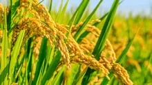 Producția globală de orez aproape s-a dublat în ultimii 50 de ani, în ciuda schimbărilor climatice