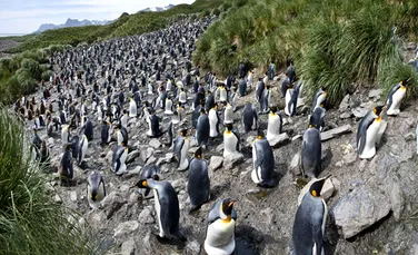 Imagini uimitoare ale unei colonii de pinguini (FOTO)
