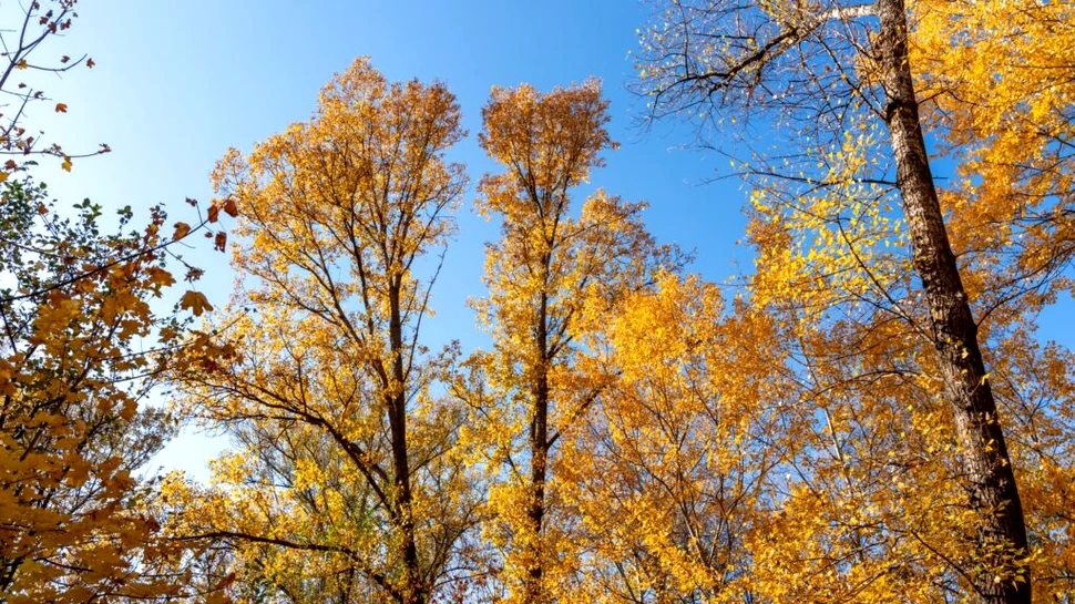 Cum va fi vremea în următoarele patru săptămâni?