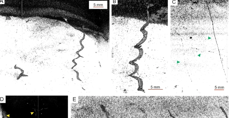 Structuri neașteptate, descoperite la mare adâncime în Groapa Japoniei