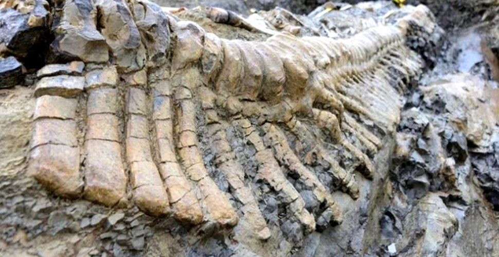 Descoperire rară: arheologii au dezgropat o coadă de dinozaur intactă (Foto/Video)