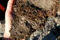 Descoperirea celui mai vechi ADN din lume oferă indicii despre ecosistemele antice