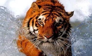 Incredibil atac al unui tigru in salbaticie
