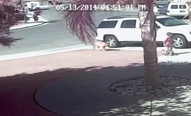 O pisică salvează un copil atacat de un câine (VIDEO)