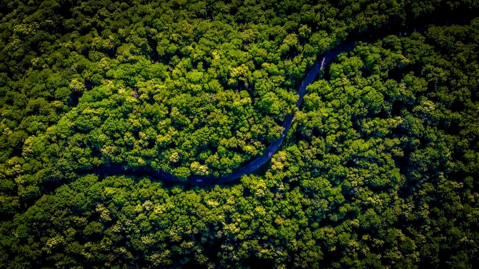 Proiect pentru protejarea mai multor specii de insecte din pădurile Parcului Natural Putna