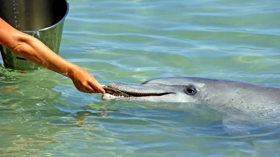 Doar în anul acesta, peste 35 de delfini au eşuat pe litoralul românesc