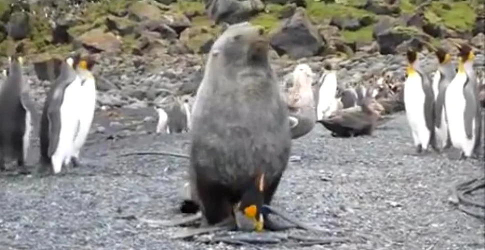O focă agresează sexual un pinguin (VIDEO)