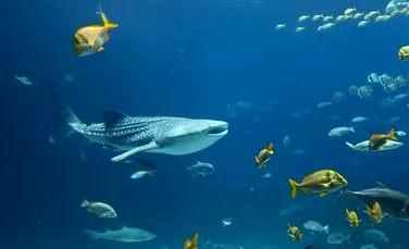 Avertismentul experţilor: Viaţa marină se poate confrunta cu o nouă extincţie în masă. Nivelul oxigenului din apă scade într-un ritm alarmant