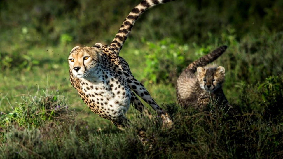 Care sunt cele mai rapide animale din lume