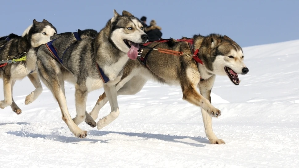 Eroii Nordului: legendele adevărate ale câinilor de sanie