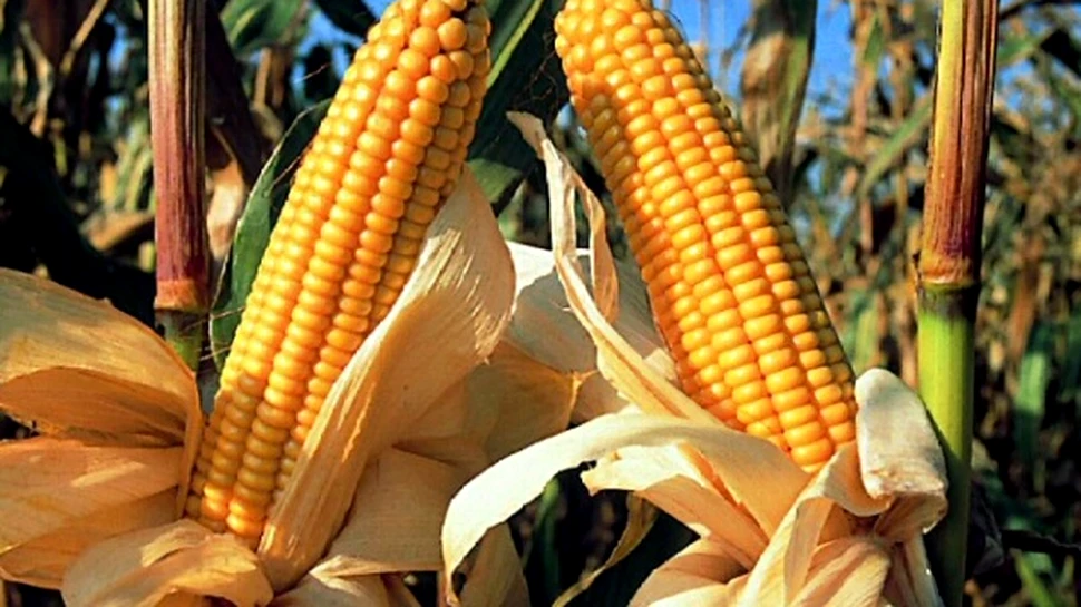 Genomul porumbului a fost descifrat in totalitate