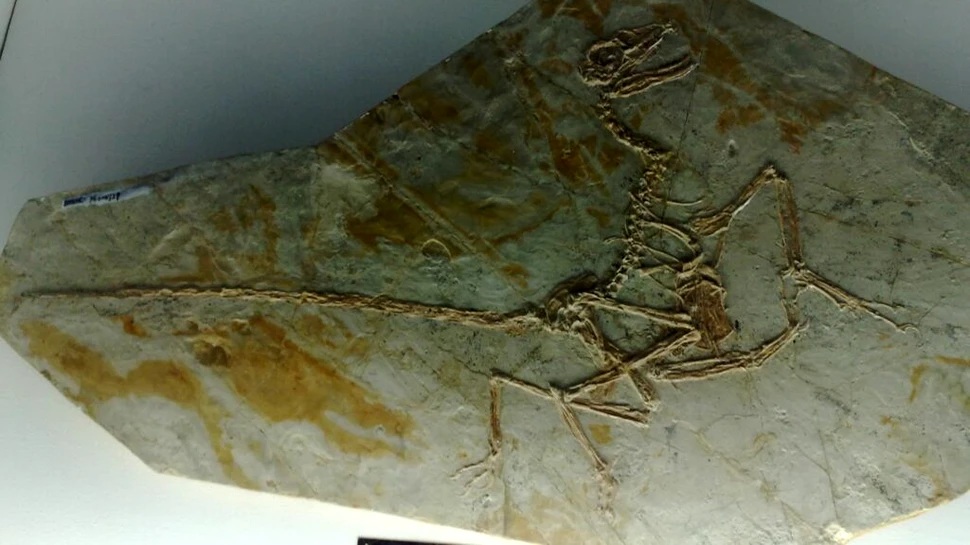 Pene fosilizate rare dezvăluie secretele Cretacicului