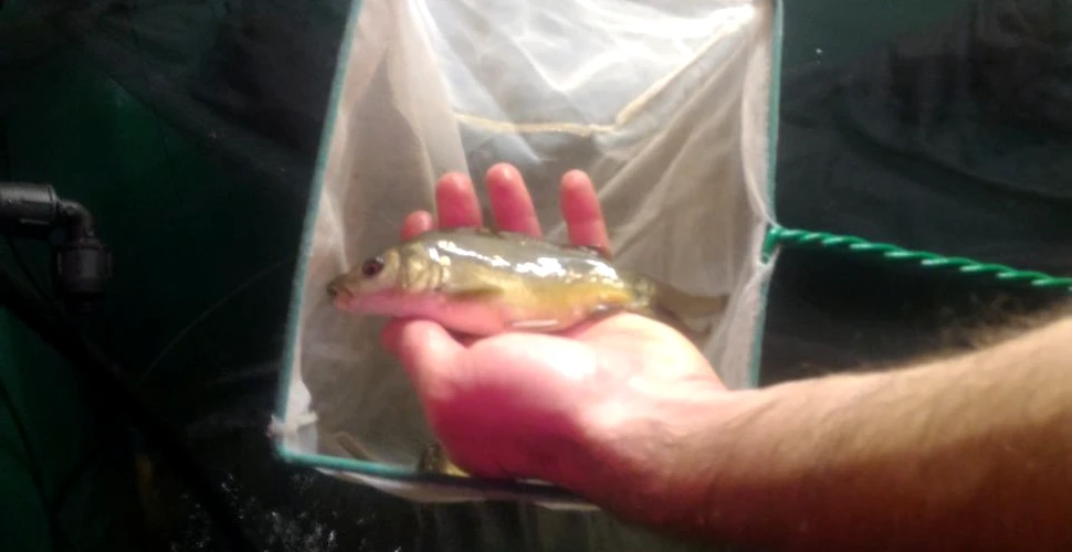 Dejecţiile peştilor sunt utilizate ca fertilizant pentru creşterea spanacului de către cercetătorii din Cluj-Napoca
